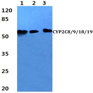 CYP2C8/9/18/19 (M136) pAb