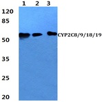 CYP2C8/9/18/19 (M136) pAb