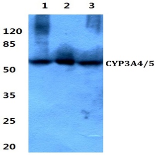 CYP3A4/5 (F386) pAb