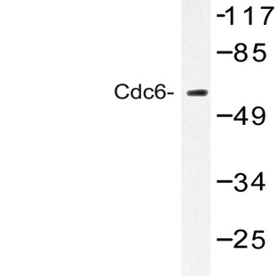 Cdc6 (G520) pAb