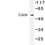 Cdc6 (G520) pAb