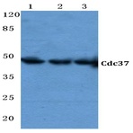 Cdc37 (F259) pAb