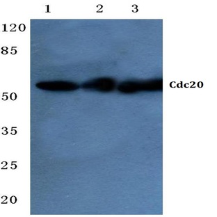 Cdc20 (Q105) pAb