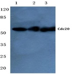 Cdc20 (Q105) pAb