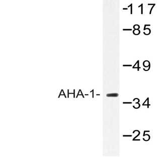 AHA-1 (T183) pAb