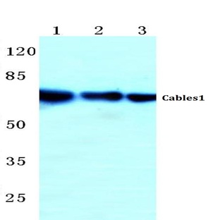 Cables1 (K588) pAb