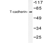 CDH13 (M352) pAb