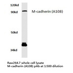 M-cadherin (A108) pAb