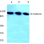 N-Cadherin (W745) pAb