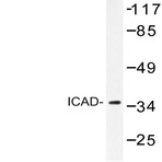 ICAD (Q177) pAb