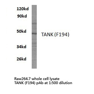 TANK (F194) pAb