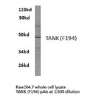 TANK (F194) pAb