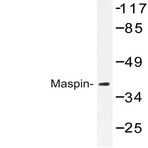 Maspin (T118) pAb