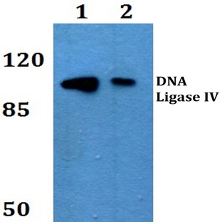 DNA Ligase IV (G619) pAb