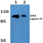 Bs2234_wb