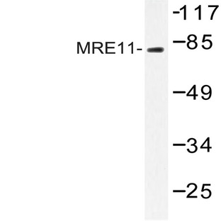 MRE11 (Q459) pAb