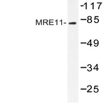 MRE11 (Q459) pAb