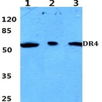 DR4 (D430) pAb 