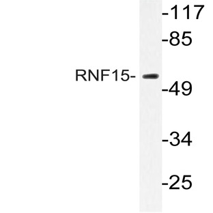 RNF15 (E193) pAb