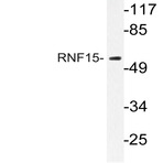 RNF15 (E193) pAb