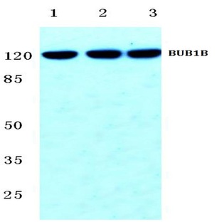 BUB1B (T368) pAb