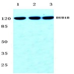 BUB1B (T368) pAb