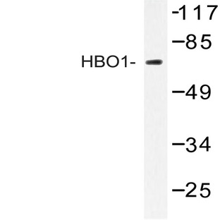 HBO1 (S167) pAb