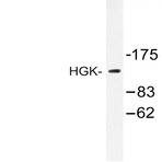 HGK (R430) pAb