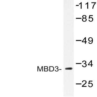 MBD3 (H250) pAb