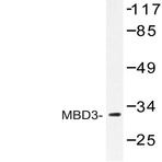 MBD3 (H250) pAb