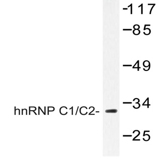 hnRNP C1/2 (D271) pAb