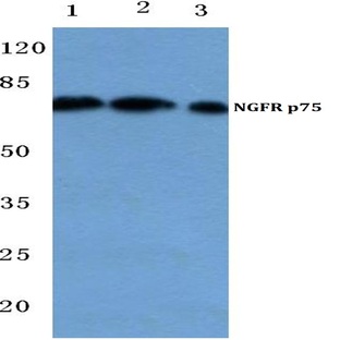 NGFR p75 (P150) pAb