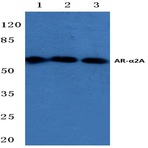 AR-(alpha)2A (R361) pAb