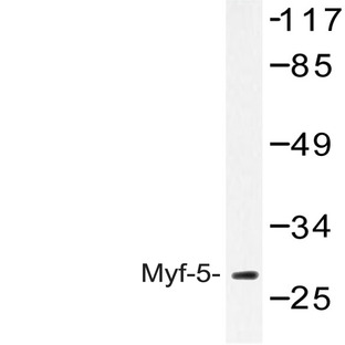 Myf-5 (A88) pAb