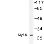 Myf-5 (A88) pAb