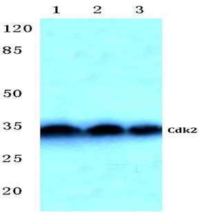 Cdk2 (Q265) pAb