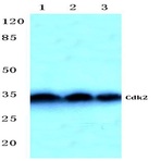 Cdk2 (Q265) pAb