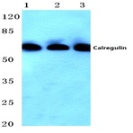 Calregulin (G54) pAb