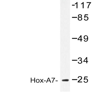 Hox-A7 (G127) pAb