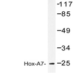 Hox-A7 (G127) pAb