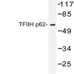 TFIIH p62 (A32) pAb