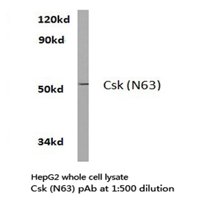 Csk (N63) pAb