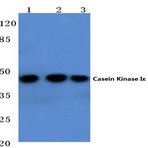 Casein Kinase IE (P301) pAb