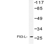 Flt3-L (H206) pAb