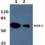 DGK-E (S194) pAb