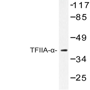 TFIIA-(alpha) (E311) pAb