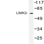 LIMK2 (K491) pAb