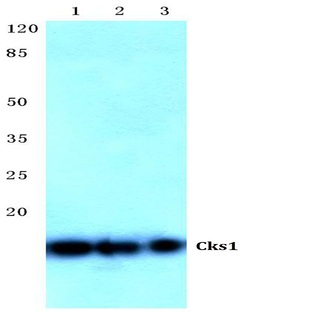 Cks1 (H3) pAb