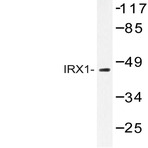 IRX1 (D231) pAb