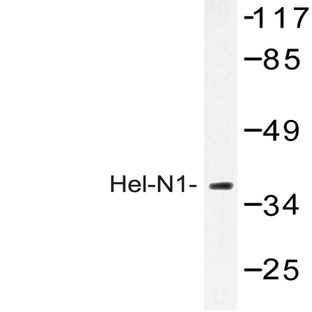 Hel-N1 (S27) pAb